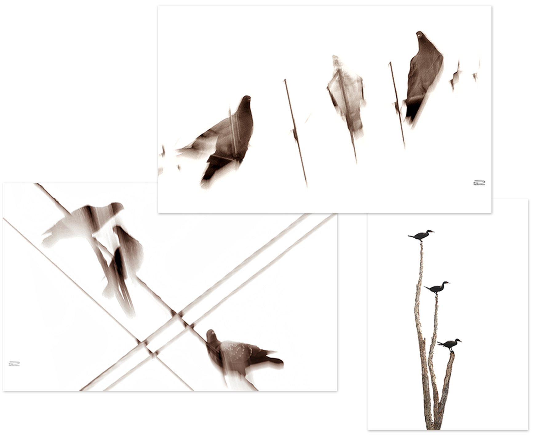 ZZZ PALOMAS QUIENES SOMOS